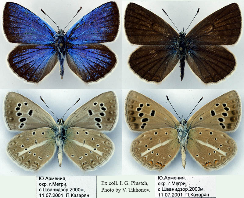 Polyommatus arasbarani